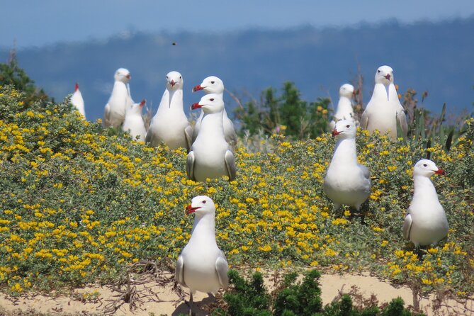 From Faro: Ria Formosa Eco Tour guided by Marine Biologist - The boat, group size, and overall pace