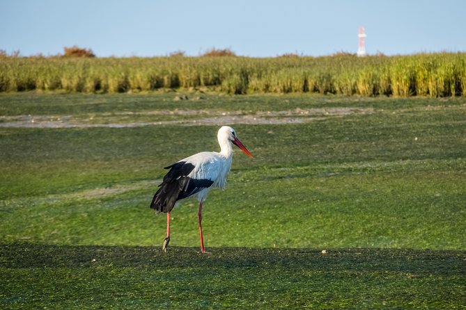 From Faro: Ria Formosa Eco Tour guided by Marine Biologist - Who will enjoy this Faro excursion?