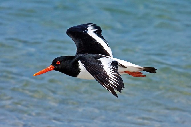 From Faro: Ria Formosa Eco Tour guided by Marine Biologist - Why Ria Formosa is worth seeing by boat
