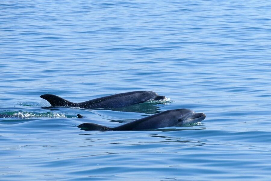 From Faro: Wildlife and Dolphin-Watching Speedboat Tour - Who will enjoy this tour most