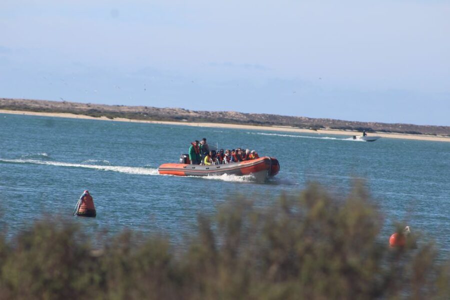 From Faro: Wildlife and Dolphin-Watching Speedboat Tour - Why this Faro boat trip is more than a dolphin chase