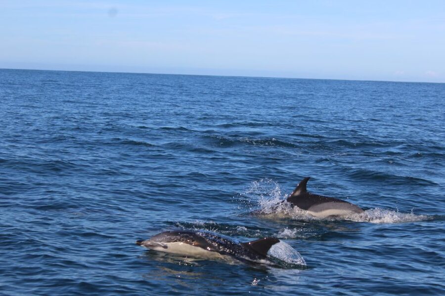 From Faro: Wildlife and Dolphin-Watching Speedboat Tour - Through the Ria Formosa Natural Park