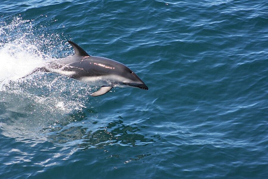 From Faro: Wildlife and Dolphin-Watching Speedboat Tour - Cape Santa Maria and the turn toward open water
