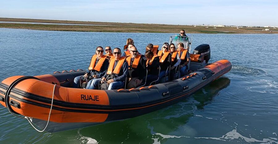 From Faro: Wildlife and Dolphin-Watching Speedboat Tour - Dolphin watching in the Atlantic