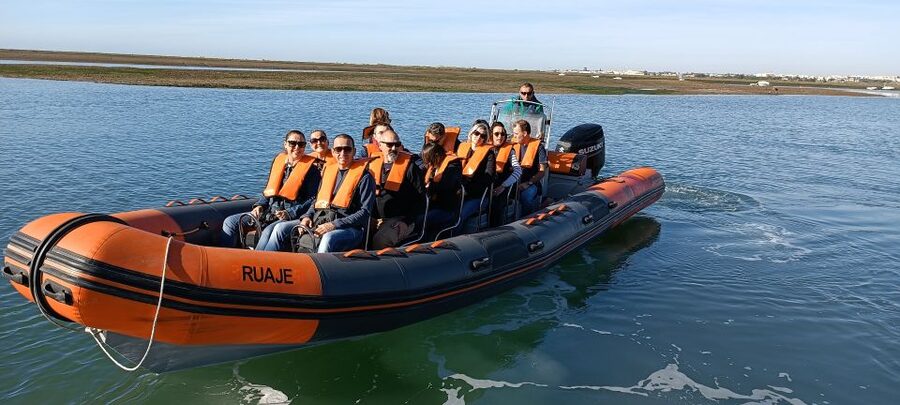 From Faro: Wildlife and Dolphin-Watching Speedboat Tour - Other wildlife you might spot