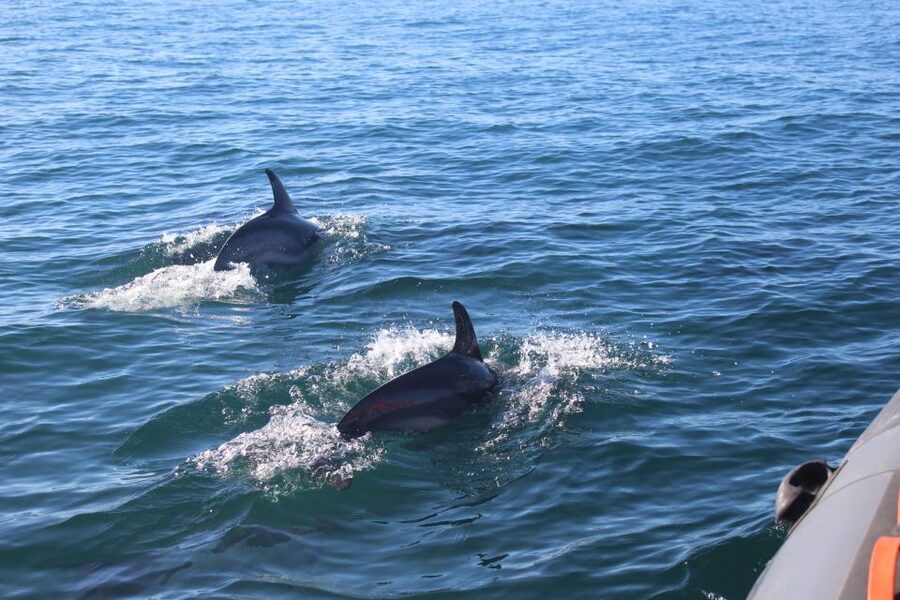 From Faro: Wildlife and Dolphin-Watching Speedboat Tour - Is $58 a fair price?