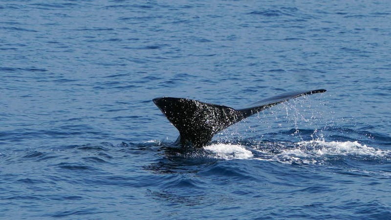 From Funchal: Ecological Catamaran Dolphin Whale Watching - Who will enjoy this Madeira cruise most?