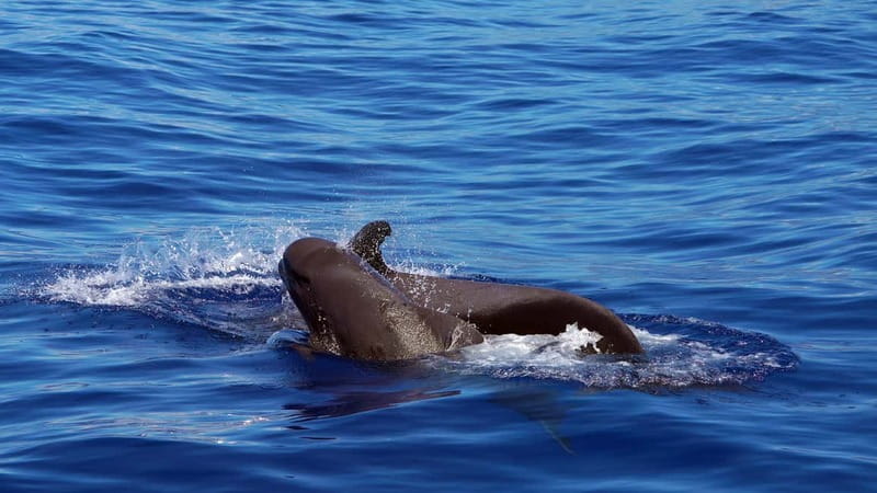 From Funchal: Ecological Catamaran Dolphin Whale Watching - Leaving Funchal Marina on a purpose-built boat