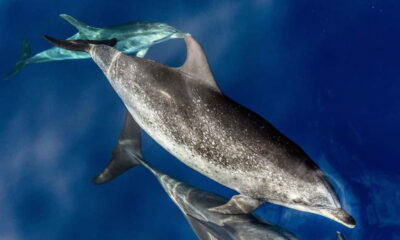 Ecological Catamaran Dolphin Whale Watching