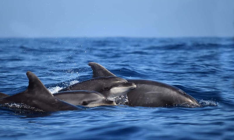 From Funchal: Ecological Catamaran Dolphin Whale Watching - Food, drinks, and comfort on the water