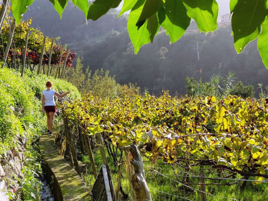 From Funchal: Full-Day Madeira Wine Tour with Lunch - Blandy’s Wine Lodges brings Madeira’s past to life