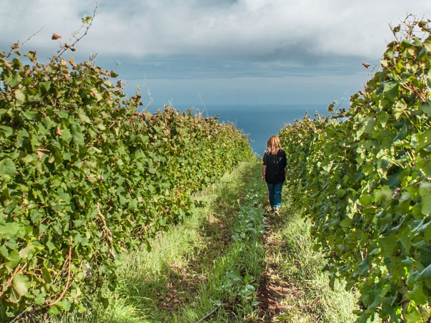 From Funchal: Full-Day Madeira Wine Tour with Lunch - Crossing Madeira through the Laurissilva forest