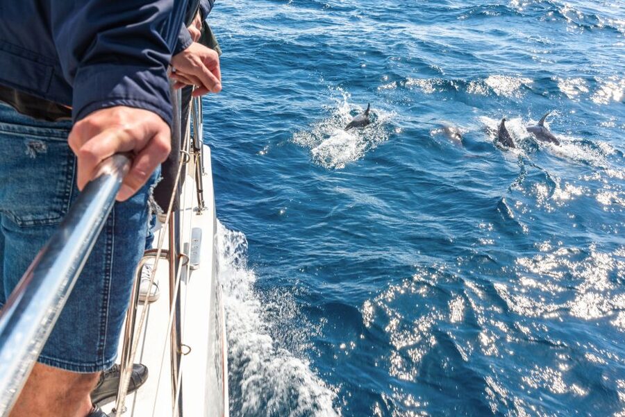 From Funchal: Madeira Dolphin and Whale Watching Tour - Leaving Funchal Marina for the open Atlantic