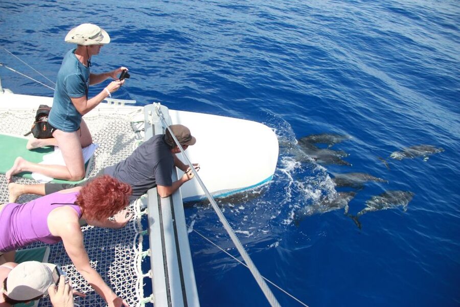 From Funchal: Madeira Dolphin and Whale Watching Tour - Cabo Girão from the water