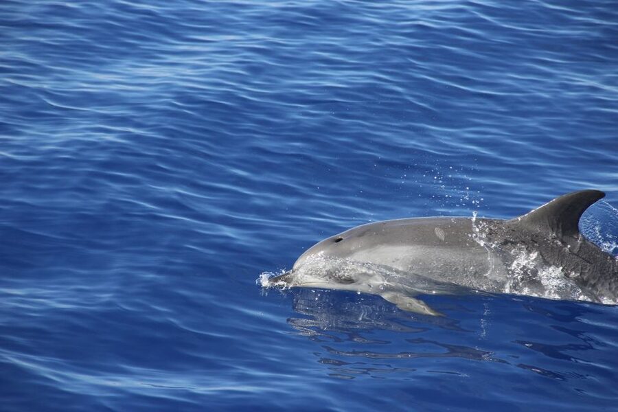 From Funchal: Madeira Dolphin and Whale Watching Tour - Catamaran comfort and crowding