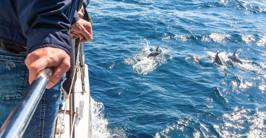 From Funchal: Madeira Dolphin and Whale Watching Tour - Searching for dolphins, whales, and turtles