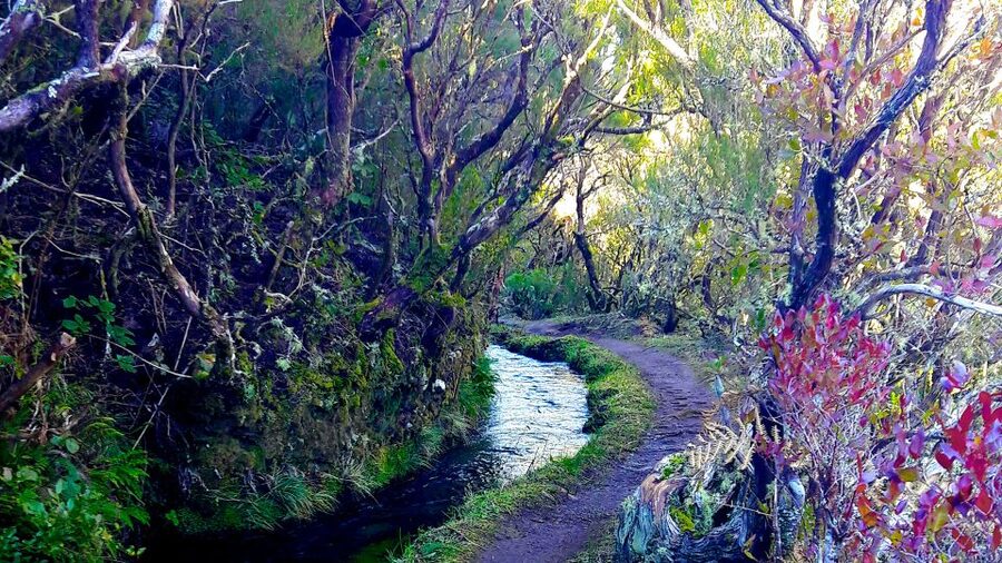 From Funchal: Madeira Lakes Levada Guided Hike - Key points at a glance