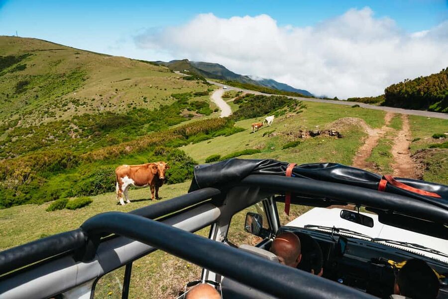 From Funchal: Porto Moniz and Seixal Day Tour by Jeep - Price, group size, and what your $66 buys