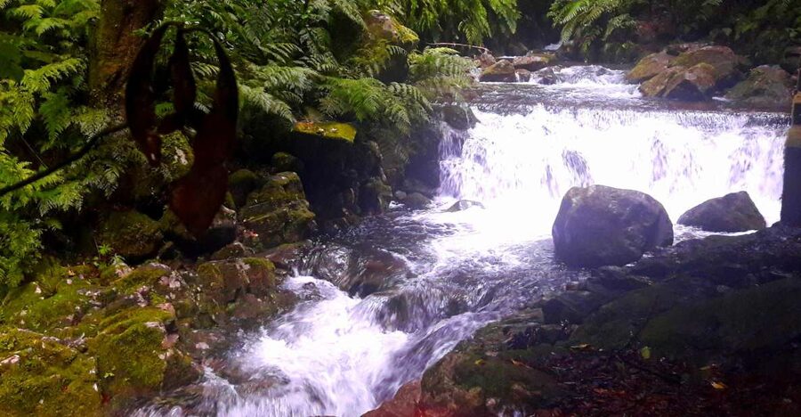 From Funchal: São Jorge Valleys Levada Walk - Entering Madeira’s rainforest along the levada