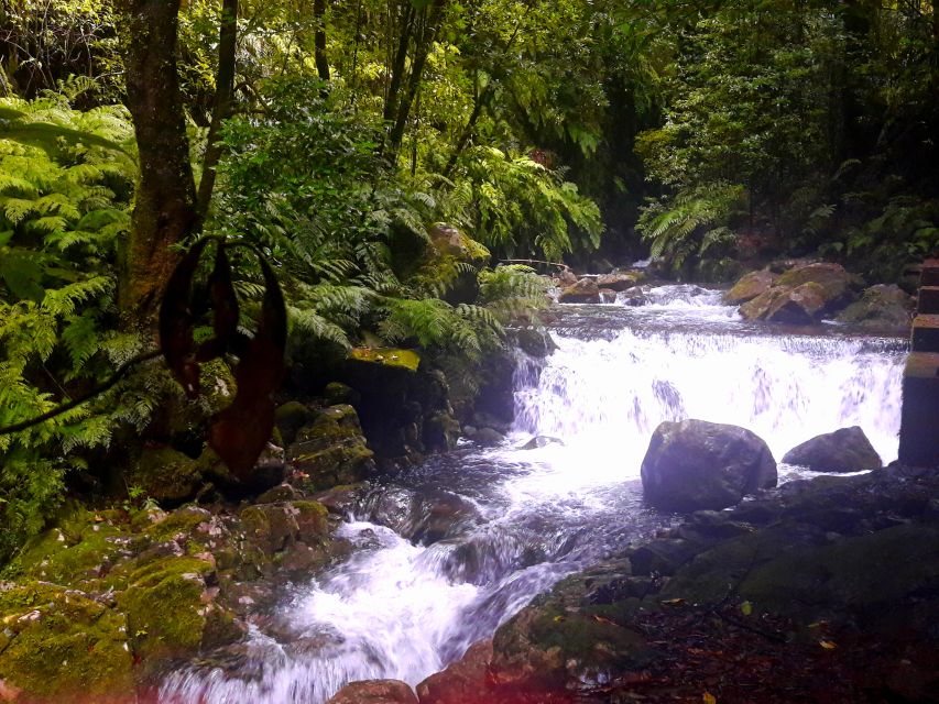 From Funchal: São Jorge Valleys Levada Walk - Group size, pace, and the guide’s role