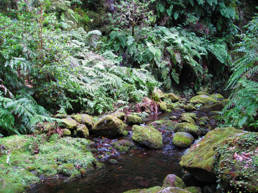 From Funchal: São Jorge Valleys Levada Walk - The pickup from Funchal, Câmara de Lobos, and Caniço