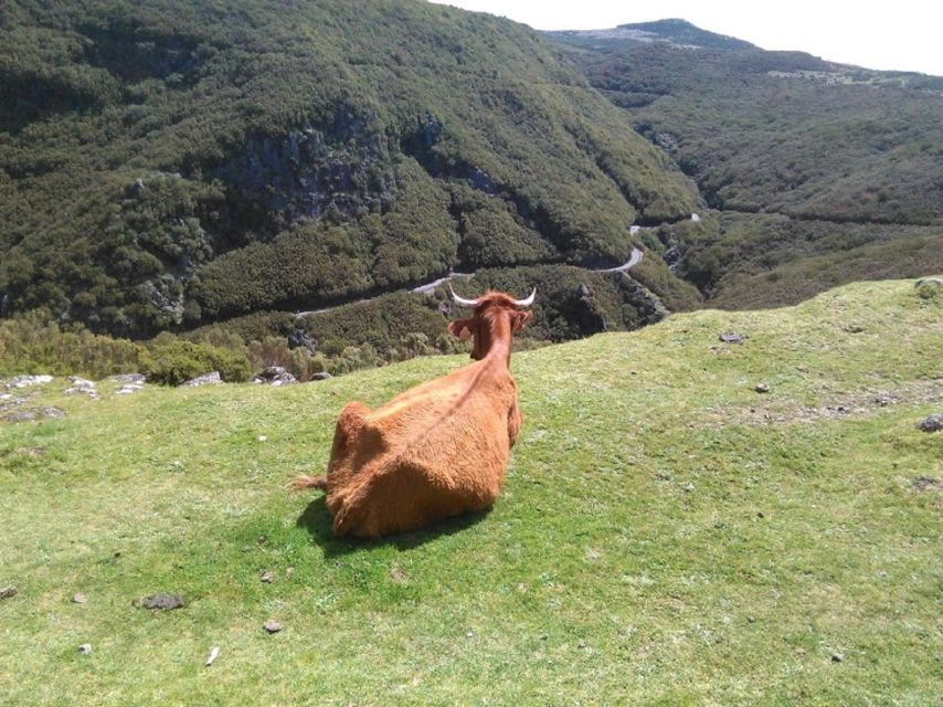 From Funchal: West Madeira and Laurel Forest Day Trip - Cabo Girão, where the coast drops away