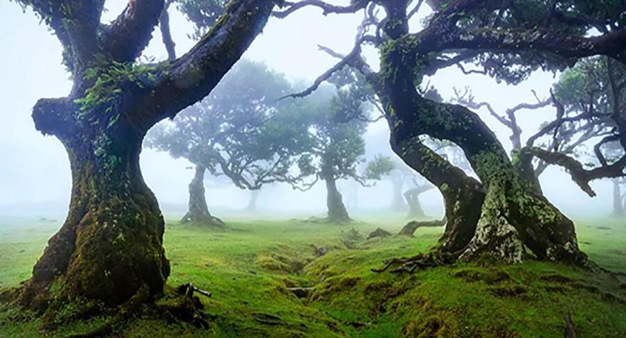 From Funchal: West Madeira Waterfalls and Fanal Forest Tour - Ribeira Brava and sunny Ponta do Sol