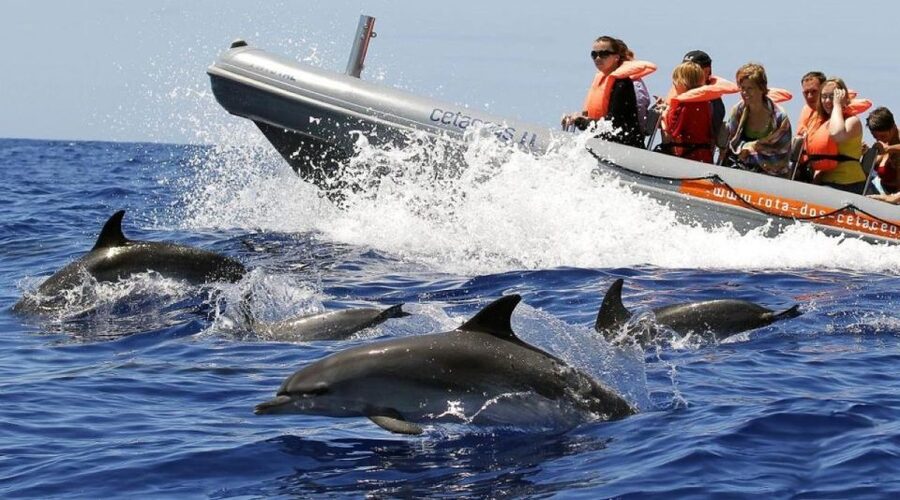 From Funchal: Whale and Dolphin Watching - Key points to know before you go