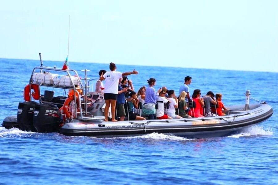 From Funchal: Whale and Dolphin Watching - Who will enjoy this Madeira excursion most
