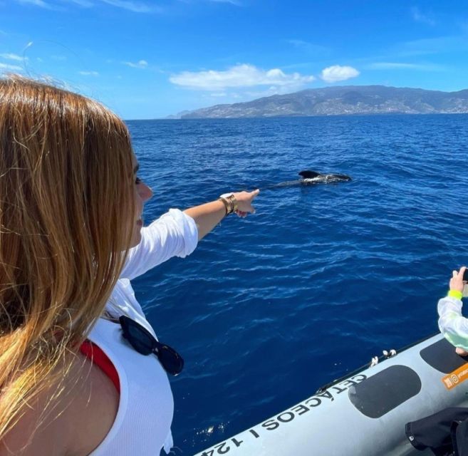From Funchal: Whale and Dolphin Watching - Watching animals without turning the sea into a circus