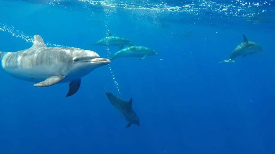 From Funchal: Whale and Dolphin Watching - Rough seas, seasickness, and the cost of comfort