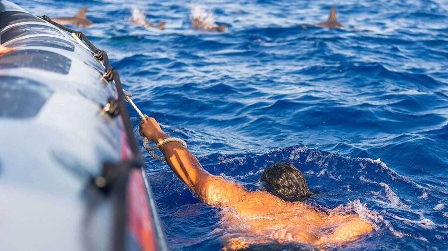 From Funchal: Whale and Dolphin Watching - Swimming is a possible extra, not the main promise