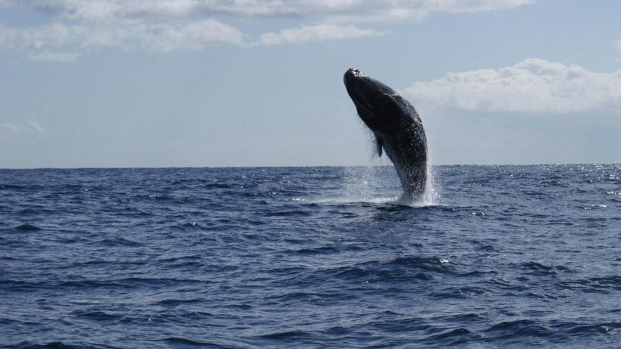 From Funchal: Whale and Dolphin Watching - How the trip compares with a larger boat cruise