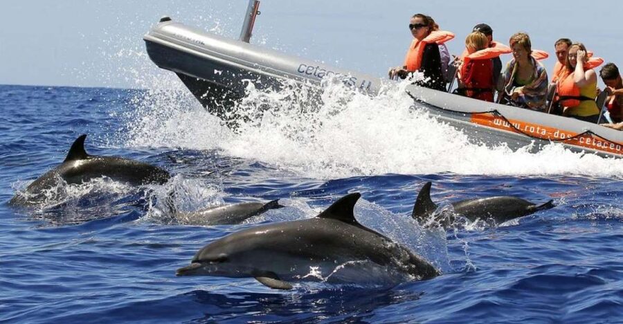 From Funchal: Whale and Dolphin Watching - What the 18-seat semi-rigid boat feels like