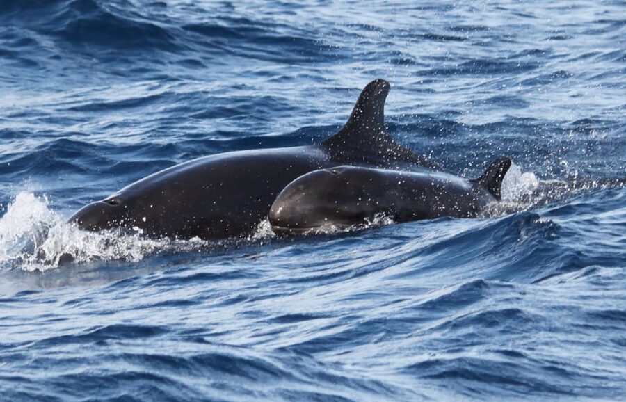 From Funchal: Whales and Dolphin Adventure Tour - Seeing Dolphins and Whales in Their Own World