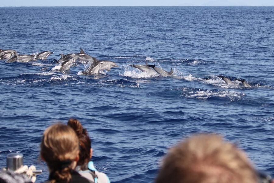 From Funchal: Whales and Dolphin Adventure Tour - Who Will Enjoy This Tour Most?