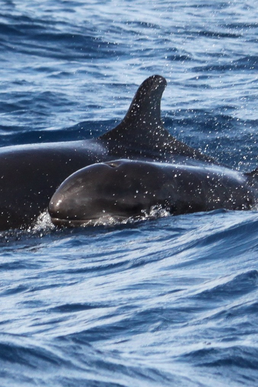From Funchal: Whales and Dolphin Adventure Tour - Two Hours Along Madeira’s Open Coast