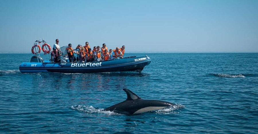 From Lagos: Dolphin Watching Boat Trip w/Marine Biologists - Key points at a glance