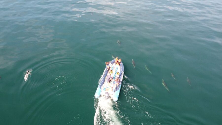 From Lagos: Dolphin Watching Boat Trip w/Marine Biologists - Should you book it?
