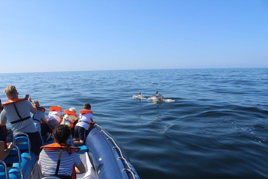 From Lagos: Dolphin Watching Boat Trip w/Marine Biologists - Searching for dolphins instead of chasing them