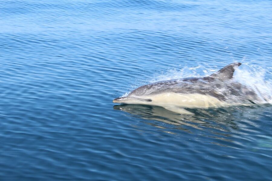 From Lagos: Dolphin Watching Boat Trip w/Marine Biologists - What the marine biologists add