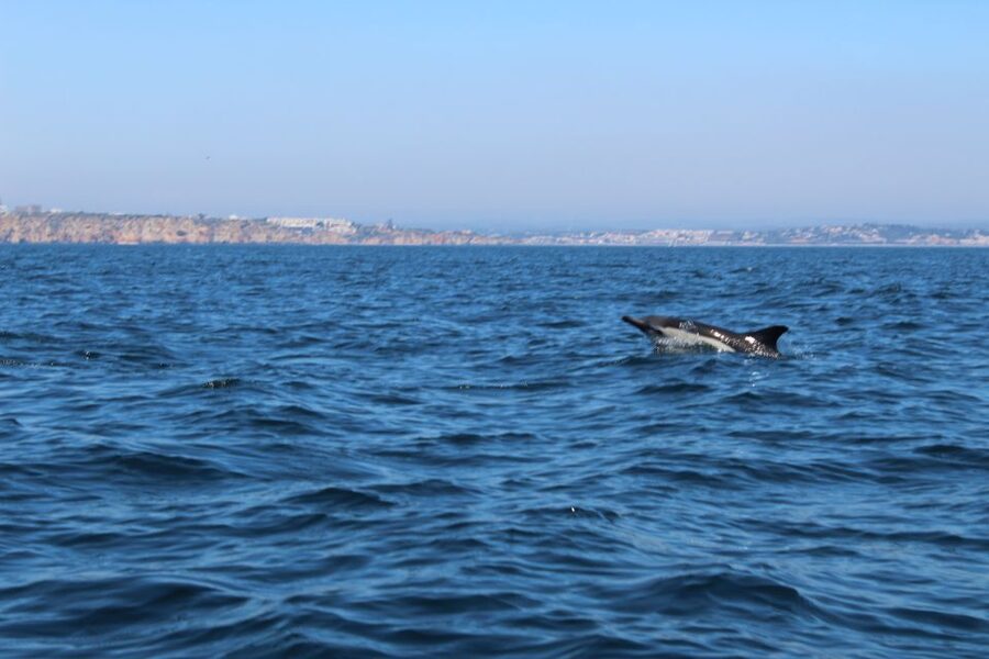 From Lagos: Dolphin Watching Boat Trip w/Marine Biologists - The chances of seeing dolphins