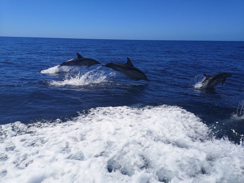 From Lagos: Dolphin Watching Boat Trip w/Marine Biologists - The ride back and possible cave views