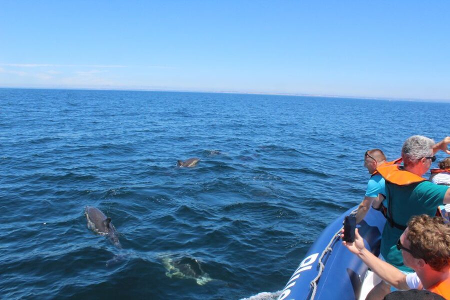 From Lagos: Dolphin Watching Boat Trip w/Marine Biologists - Is $42 good value from Lagos?