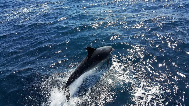 From Lagos: Dolphin Watching Catamaran Cruise - Seeing dolphins from several parts of the boat