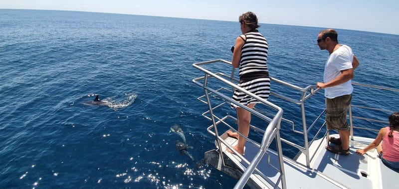 From Lagos: Dolphin Watching Catamaran Cruise - The Algarve coast between sightings