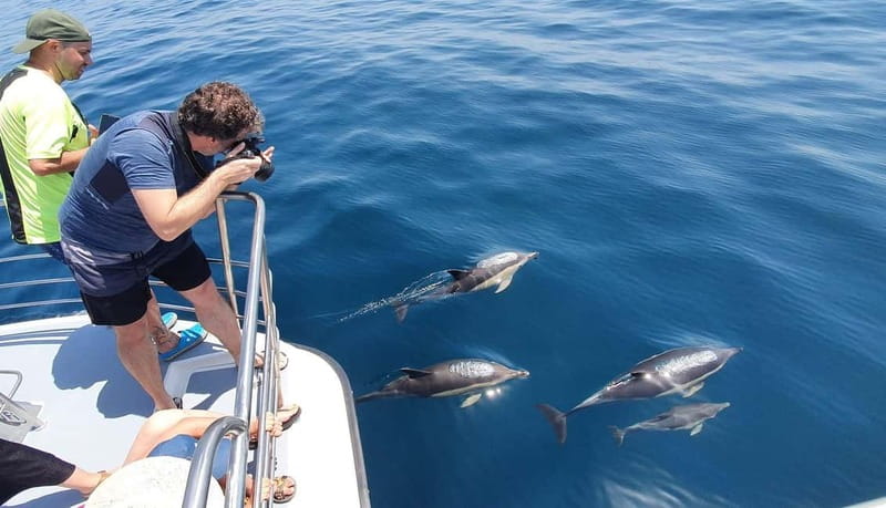 From Lagos: Dolphin Watching Catamaran Cruise - Who should book this Lagos cruise?