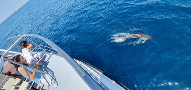 From Lagos: Dolphin Watching Catamaran Cruise - Should you book the dolphin cruise from Lagos?
