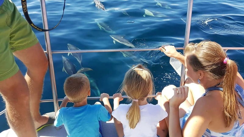From Lagos: Dolphin Watching Catamaran Cruise - The 1.5-hour dolphin search