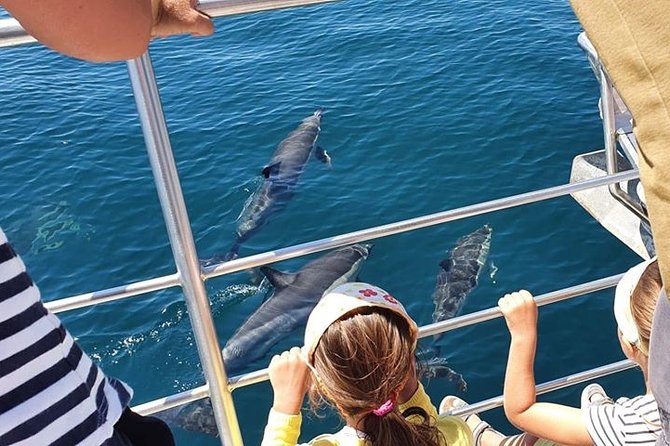 From Lagos: Dolphin Watching Cruise on a Catamaran - A catamaran built for watching wildlife